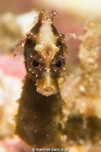 Severn's pygmy seahorse. by Mehmet Salih Bilal 